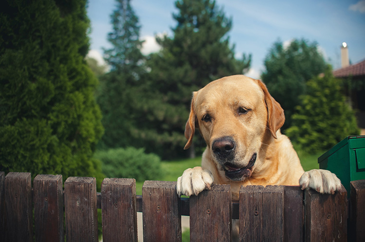 Pet Friendly Fence